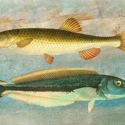 Two Fish on Blue