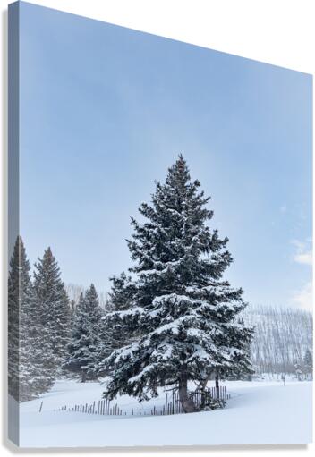 Winter Canvas Print