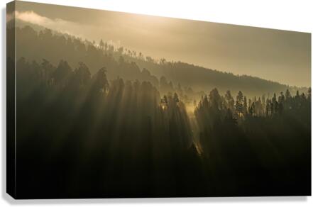 Sunlight Canvas Print