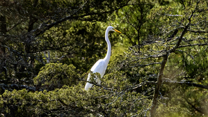 Great Egret