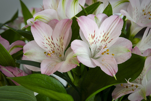 Peruvian Lily