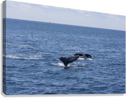 Whale Watching Canvas Print