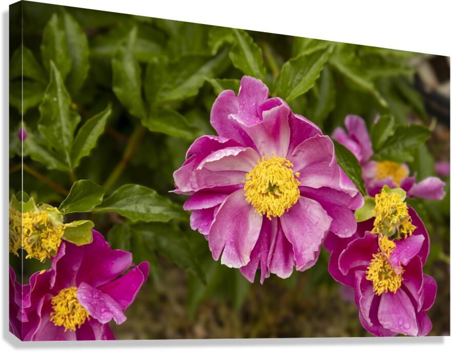 Pink Peonies Canvas Print