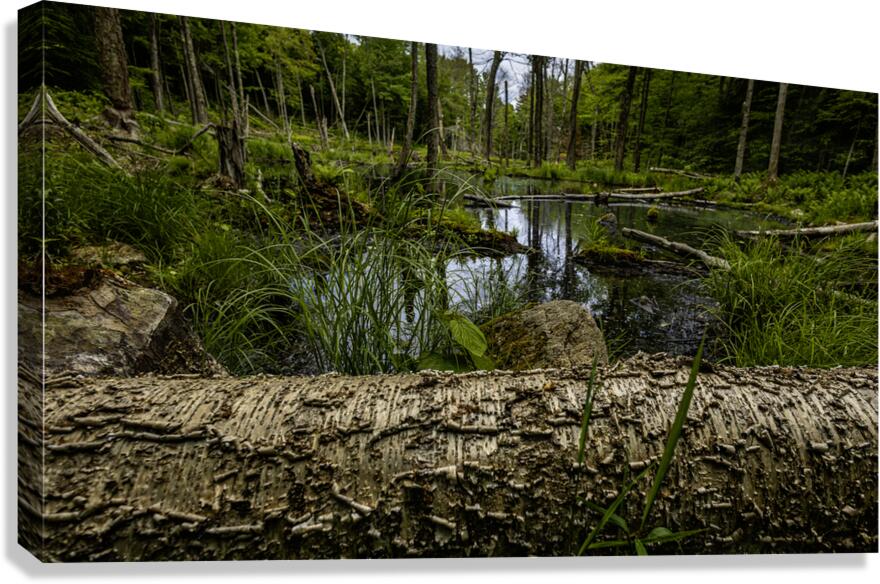 Beaver Pond Canvas Print