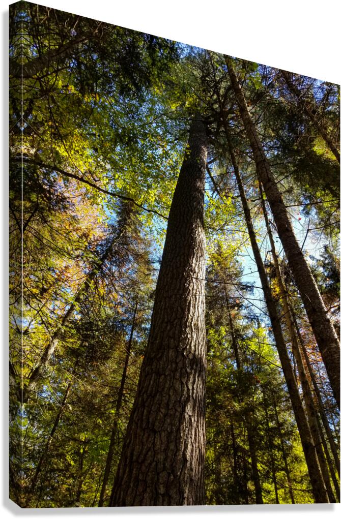 Eastern White Pine Canvas Print