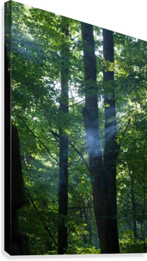 Summer Haze Canvas Print