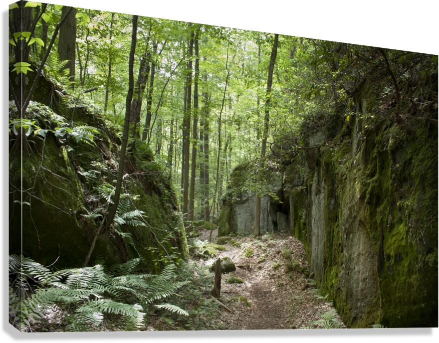Mossy Rocks Canvas Print