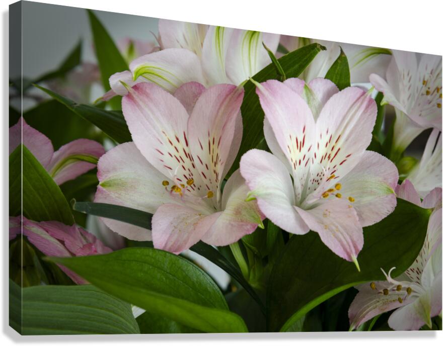 Peruvian Lily Canvas Print