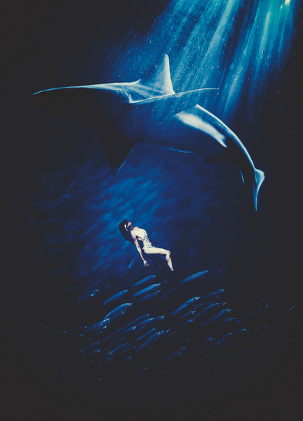 Shark Print
