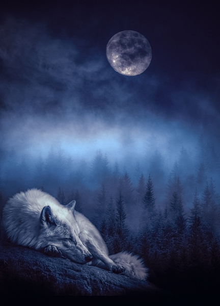 Sleeping Wolf Print
