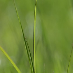 Blade of Spring