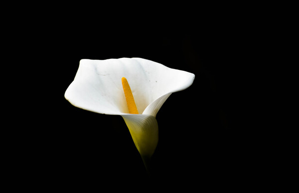 Light from Darkness  Print