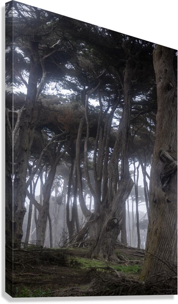 Fogs Embrace Canvas Print