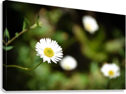 Daisy Chains Canvas Print