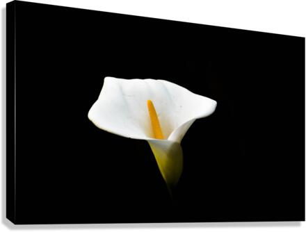 Light from Darkness  Canvas Print