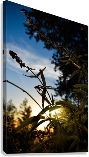 Sunbeam Canvas Print
