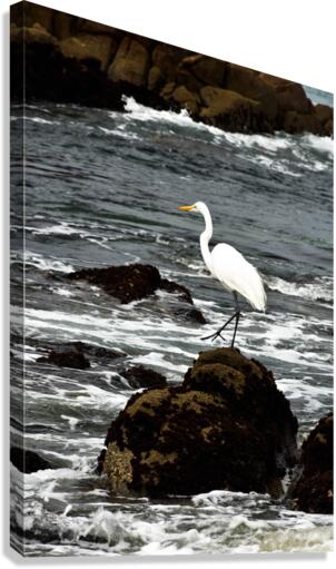 Tranquility  Canvas Print