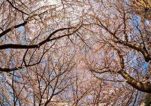 Cherry blossoms over walking trail  by the river in Morgantown W