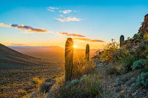 Sunset in Saguaro National Park West