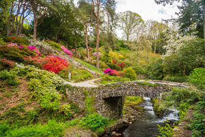Azaleas and Rhododendron trees surround stream in spring