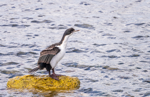 Imperial Cormorant seabird on rock in Punta Arenas Chile