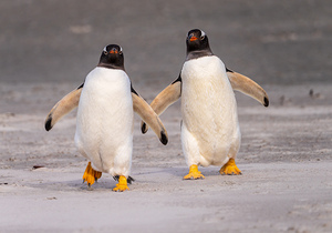 Two Gentoo penguins at Bluff Cove on Falklands walking to ocean