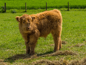 Young male highland calf in meadow facing the camera
