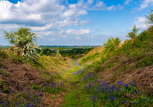 Bluebells by the path on Old Oswestry hill fort in Shropshire
