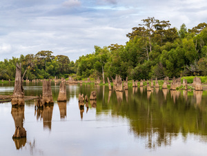 Stumps of bald cypress trees rise out of water in Atchafalaya ba