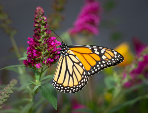 Beautiful Monarch butterfly feeding in garden