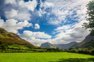 Sheep graze near Buttermere Lake District