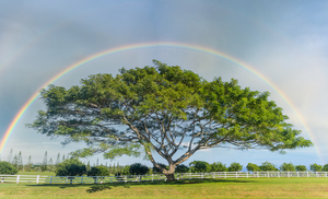 Tree of life with rainbow