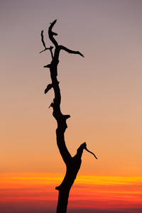 Gnarled tree on Skyline drive in Virginia