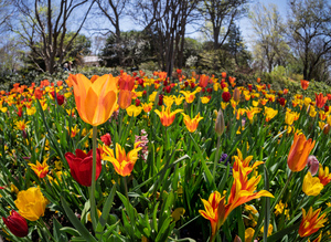 Field of vibrant tulips in full bloom creating a colorful tapes