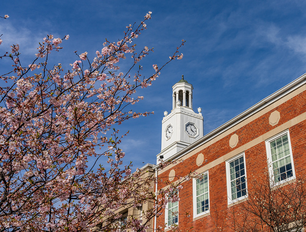 Cherry blossoms frame the facade of the Delaware City Hall in Oh Print