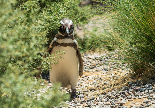 Single male magellanic penguin in plants in Punta Tombo Print