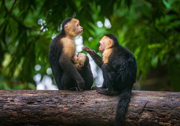 Close up of a family or group of white faced Capuchin Monkeys in Print