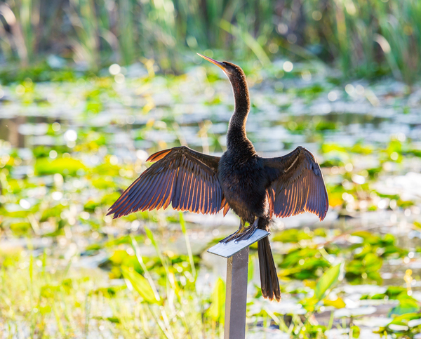 Anhinga bird drying its feathers in Everglades Print