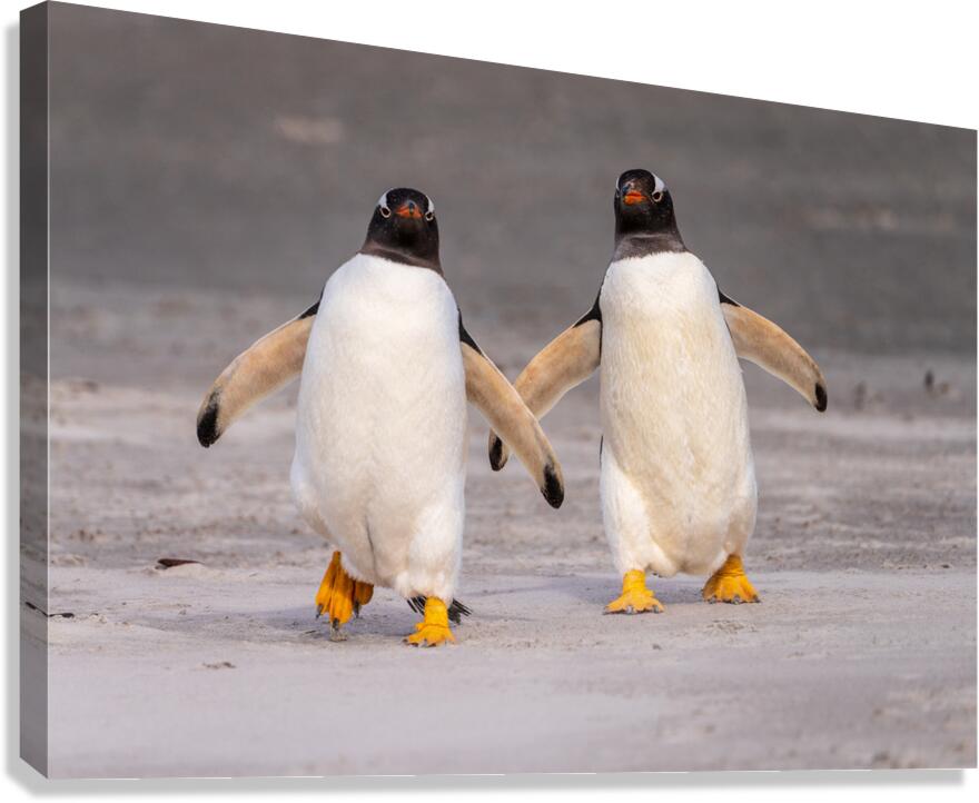 Two Gentoo penguins at Bluff Cove on Falklands walking to ocean Canvas Print