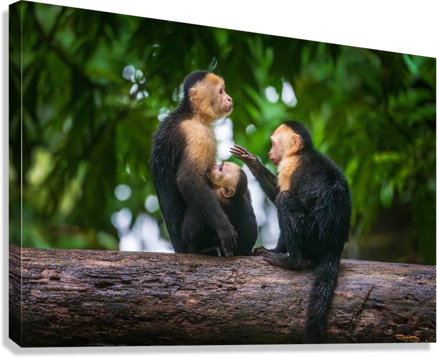 Close up of a family or group of white faced Capuchin Monkeys in Canvas Print