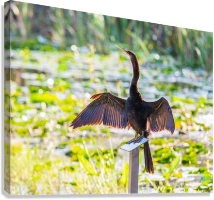 Anhinga bird drying its feathers in Everglades Canvas Print