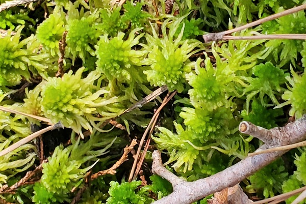 Spring Moss Print