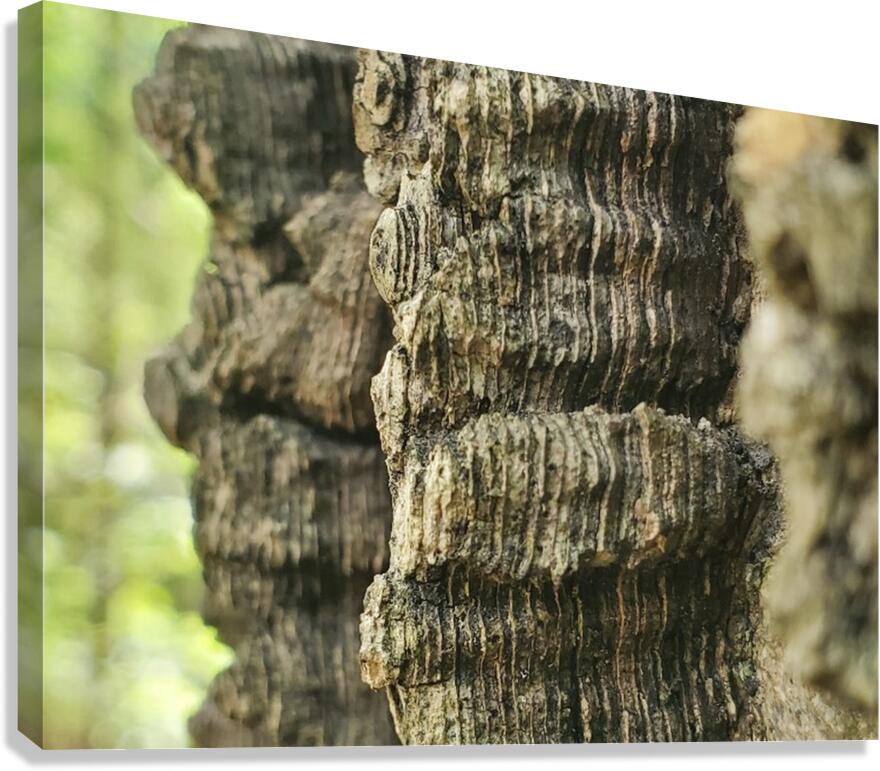 Wavy Bark Canvas Print