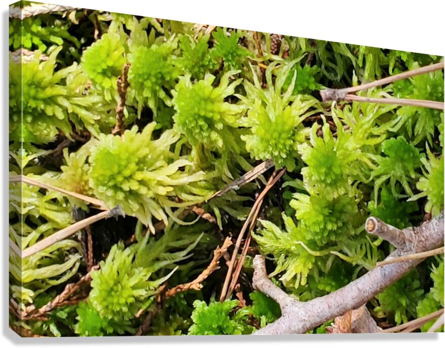 Spring Moss Canvas Print