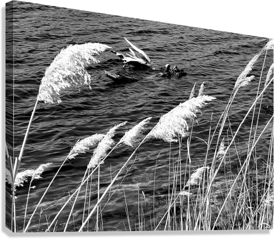 Lake Grass Canvas Print