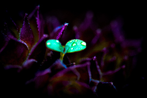 Baby plant