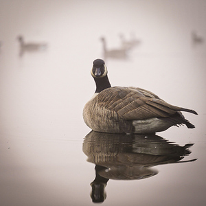 Canada Goose  _lake reflection