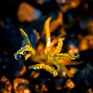 Raindrops on plant