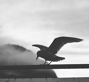 Seagull 