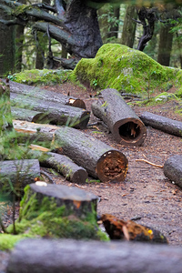 in the wood
